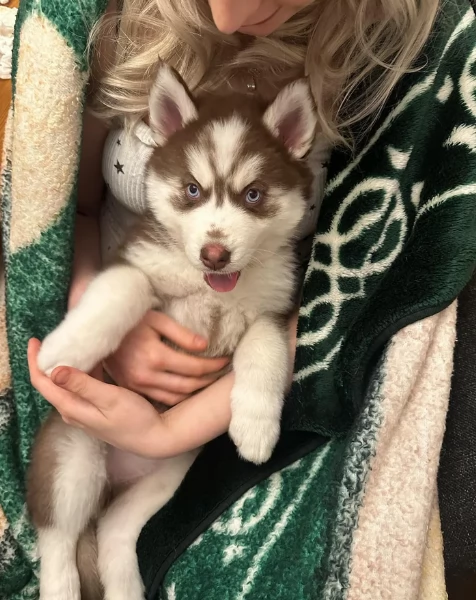 dispone di tre splendidi cuccioli maschi di siberian husky 