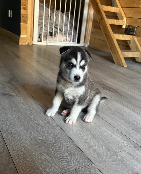 dispone di tre splendidi cuccioli maschi di siberian husky  | Foto 1