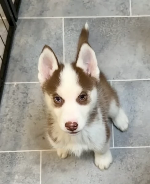 dispone di tre splendidi cuccioli maschi di siberian husky  | Foto 5
