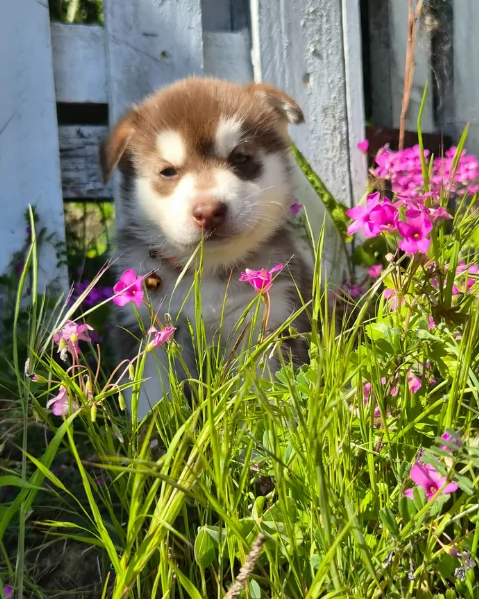 dispone di tre splendidi cuccioli maschi di siberian husky  | Foto 4
