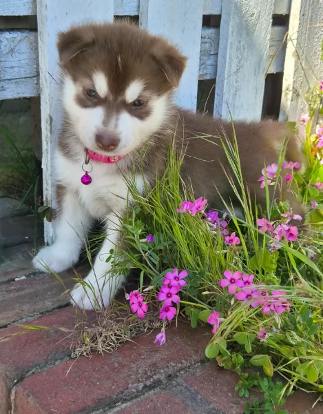 dispone di tre splendidi cuccioli maschi di siberian husky  | Foto 3