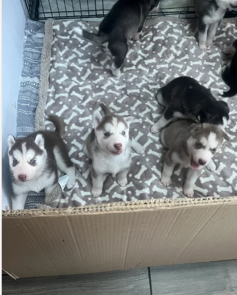 dispone di tre splendidi cuccioli maschi di siberian husky 