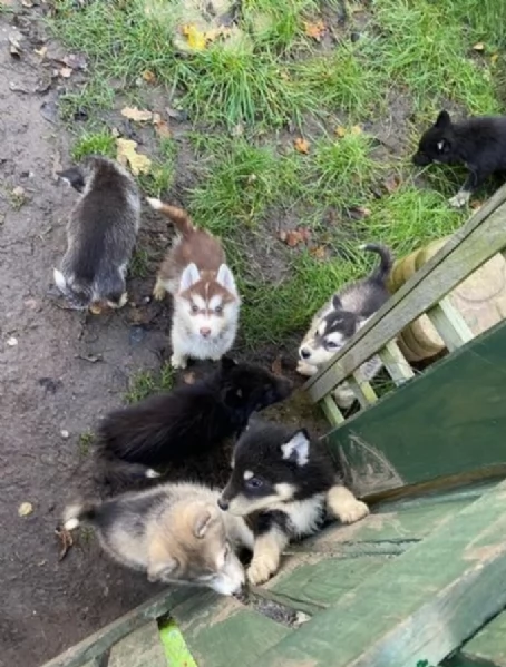 dispone di tre splendidi cuccioli maschi di siberian husky  | Foto 1