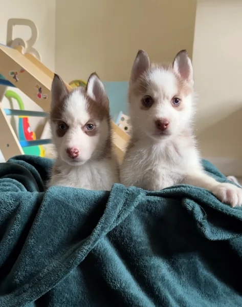 dispone di tre splendidi cuccioli maschi di siberian husky  | Foto 0