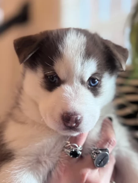 dispone di tre splendidi cuccioli maschi di siberian husky  | Foto 2