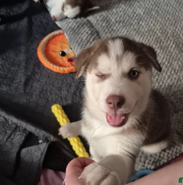 dispone di tre splendidi cuccioli maschi di siberian husky  | Foto 0