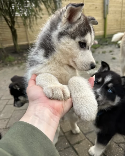 dispone di tre splendidi cuccioli maschi di siberian husky  | Foto 2