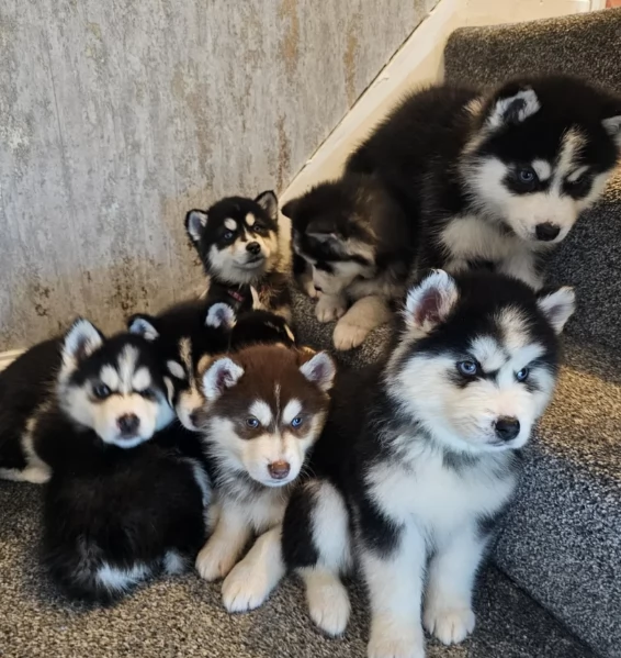 dispone di tre splendidi cuccioli maschi di siberian husky  | Foto 1