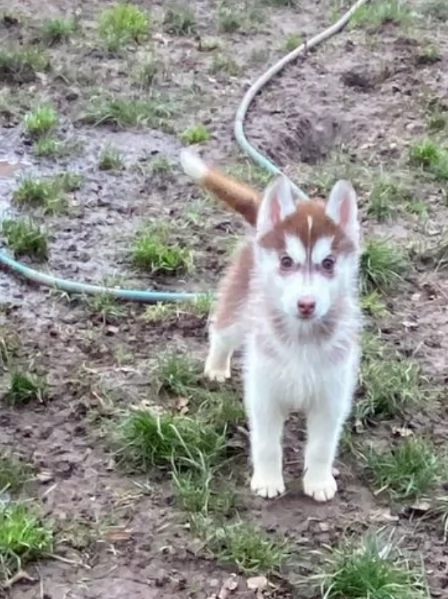 dispone di tre splendidi cuccioli maschi di siberian husky 