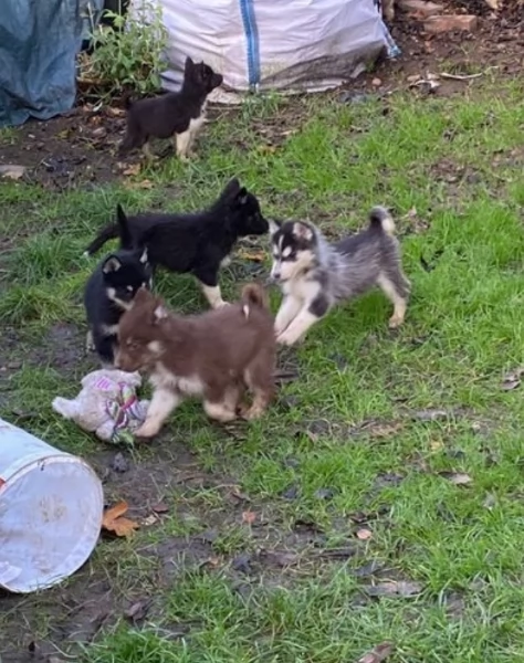 dispone di tre splendidi cuccioli maschi di siberian husky  | Foto 0