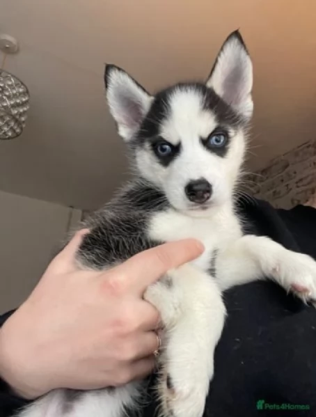 dispone di tre splendidi cuccioli maschi di siberian husky  | Foto 2