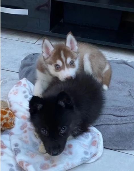 dispone di tre splendidi cuccioli maschi di siberian husky  | Foto 1