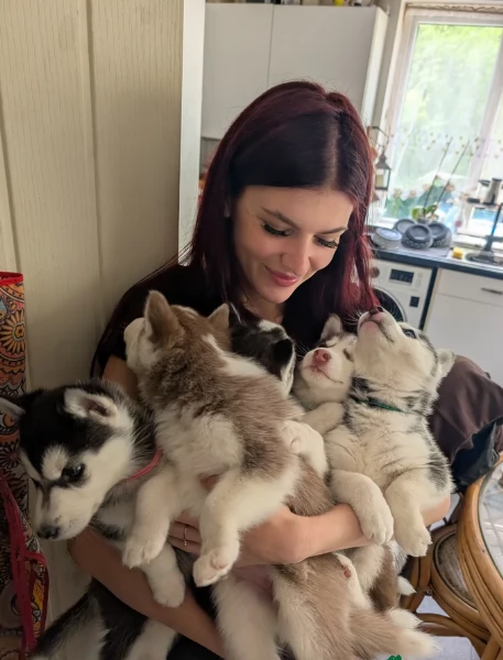 dispone di tre splendidi cuccioli maschi di siberian husky  | Foto 6