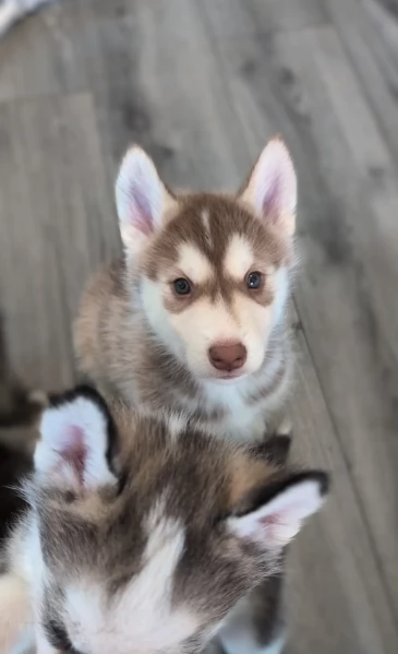 dispone di tre splendidi cuccioli maschi di siberian husky  | Foto 4