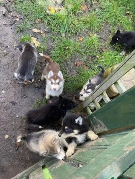 dispone di tre splendidi cuccioli maschi di siberian husky 