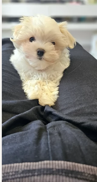 meravigliosi maltese per adozione | Foto 3