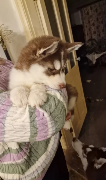 dispone di tre splendidi cuccioli maschi di siberian husky  | Foto 4