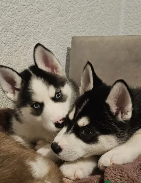 dispone di tre splendidi cuccioli maschi di siberian husky  | Foto 3