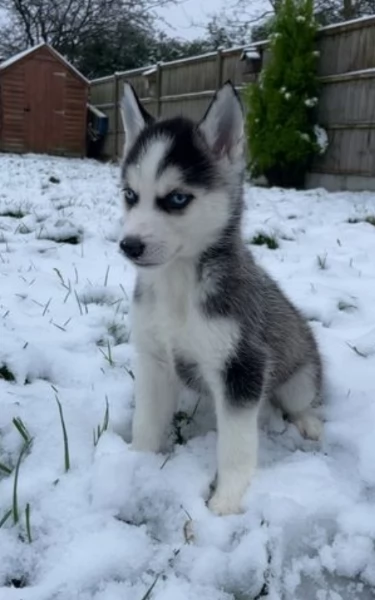 dispone di tre splendidi cuccioli maschi di siberian husky  | Foto 2