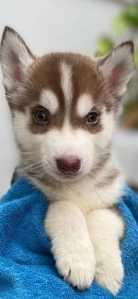 dispone di tre splendidi cuccioli maschi di siberian husky  | Foto 1
