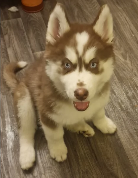 dispone di tre splendidi cuccioli maschi di siberian husky  | Foto 0