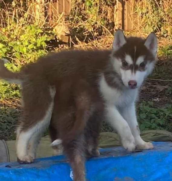 dispone di tre splendidi cuccioli maschi di siberian husky 