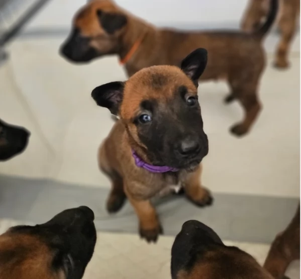 cuccioli di Pastore Belga ALLEVATI CON AMORE per adozione