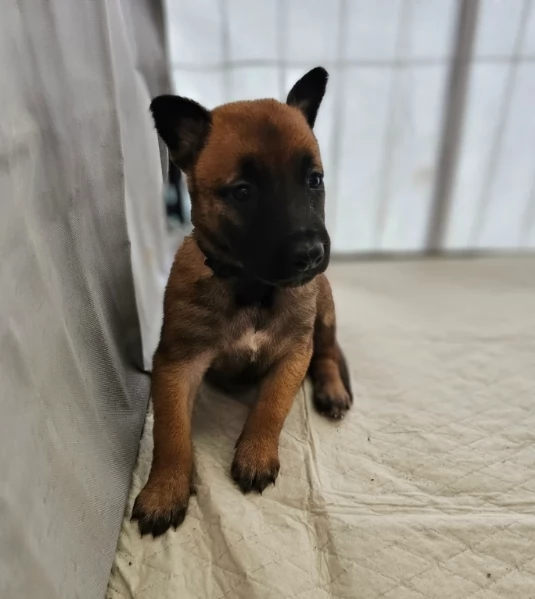 cuccioli di Pastore Belga ALLEVATI CON AMORE per adozione