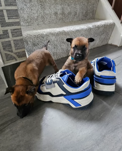 cuccioli di Pastore Belga ALLEVATI CON AMORE per adozione