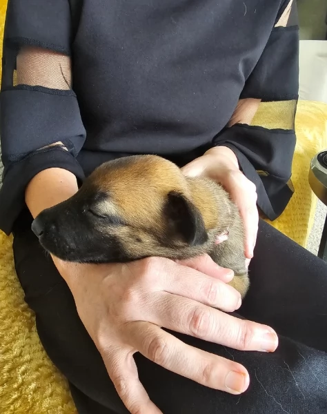 cuccioli di Pastore Belga ALLEVATI CON AMORE per adozione