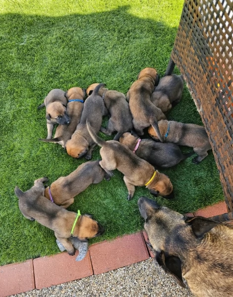 cuccioli di Pastore Belga ALLEVATI CON AMORE per adozione | Foto 1