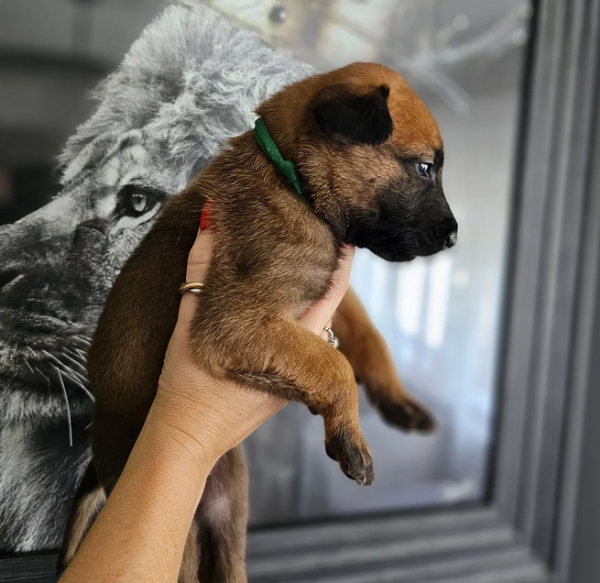 cuccioli di Pastore Belga ALLEVATI CON AMORE per adozione