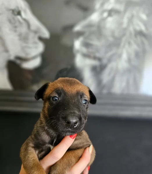 cuccioli di Pastore Belga ALLEVATI CON AMORE per adozione