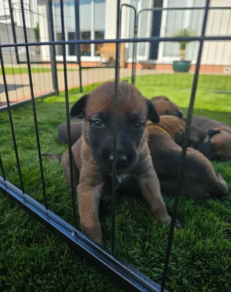 cuccioli di Pastore Belga ALLEVATI CON AMORE per adozione | Foto 2