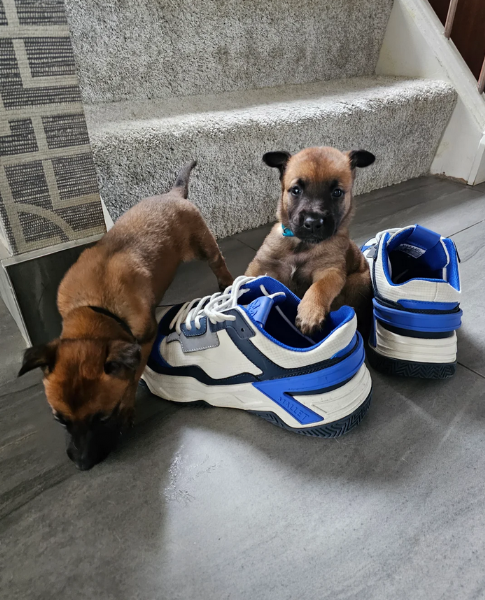 cuccioli di Pastore Belga ALLEVATI CON AMORE per adozione