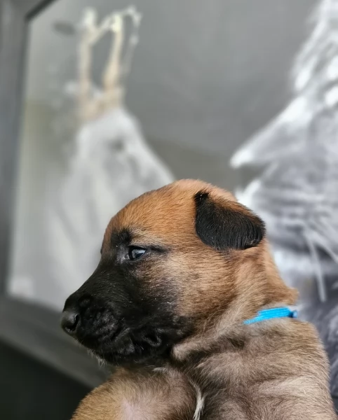 cuccioli di Pastore Belga ALLEVATI CON AMORE per adozione