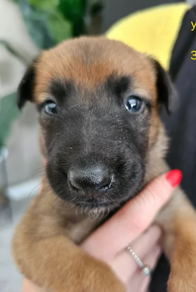 cuccioli di Pastore Belga ALLEVATI CON AMORE per adozione