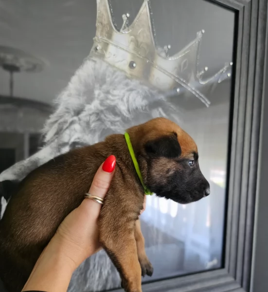 cuccioli di Pastore Belga ALLEVATI CON AMORE per adozione