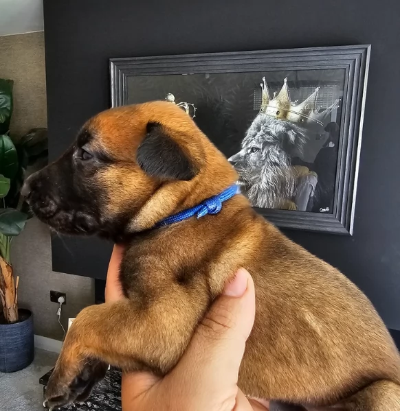 cuccioli di Pastore Belga ALLEVATI CON AMORE per adozione | Foto 1