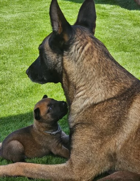 cuccioli di Pastore Belga ALLEVATI CON AMORE per adozione | Foto 1