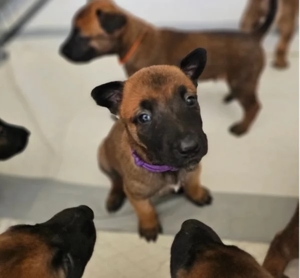 cuccioli di Pastore Belga ALLEVATI CON AMORE per adozione | Foto 0