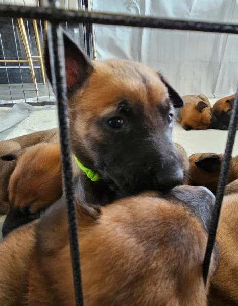 cuccioli di Pastore Belga ALLEVATI CON AMORE per adozione | Foto 4