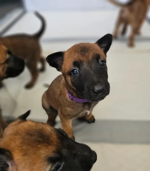 cuccioli di Pastore Belga ALLEVATI CON AMORE per adozione | Foto 3