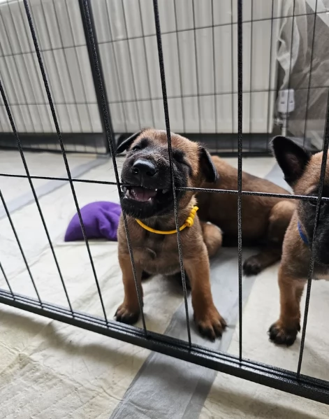 cuccioli di Pastore Belga ALLEVATI CON AMORE per adozione