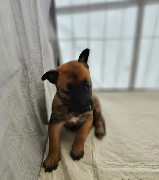 cuccioli di Pastore Belga ALLEVATI CON AMORE per adozione | Foto 0