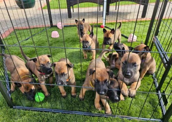 cuccioli di Pastore Belga ALLEVATI CON AMORE per adozione