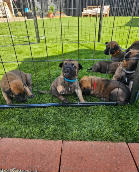 cuccioli di Pastore Belga ALLEVATI CON AMORE per adozione | Foto 2