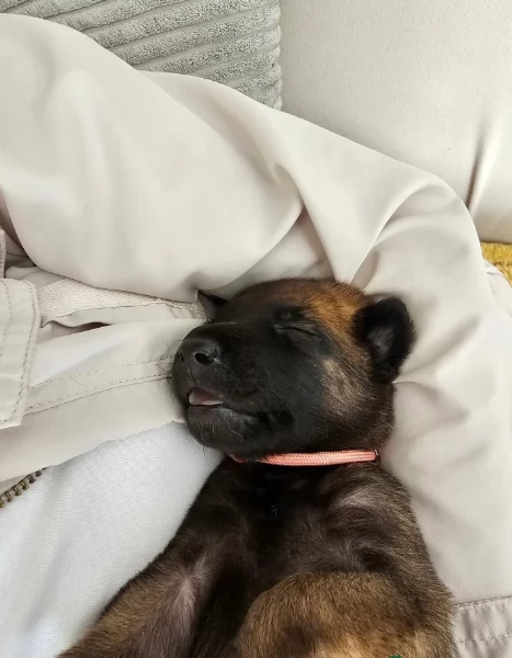 cuccioli di Pastore Belga ALLEVATI CON AMORE per adozione | Foto 1
