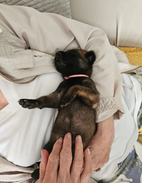 cuccioli di Pastore Belga ALLEVATI CON AMORE per adozione | Foto 1