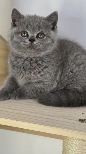 Cuccioli British shorthair | Foto 0